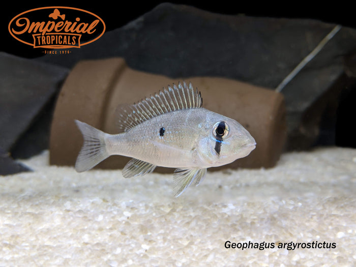 Blue Lip Geophagus (Geophagus argyrostictus)