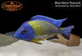 Blue Neon Peacock (Aulonocara sp. "Blue Neon")