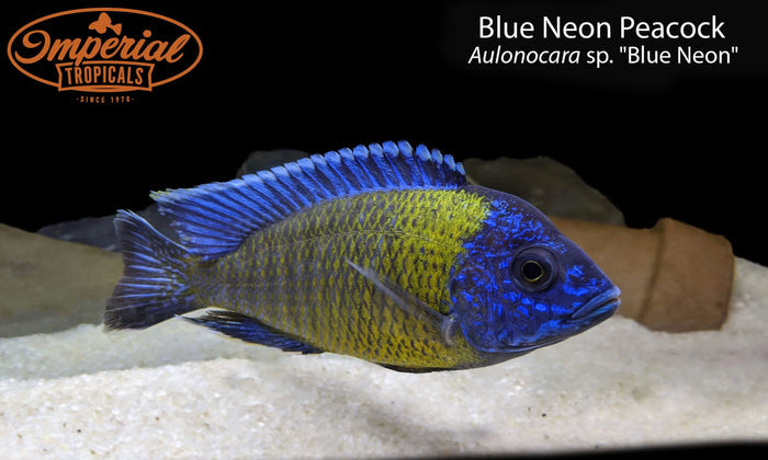 Blue Neon Peacock (Aulonocara sp. "Blue Neon")