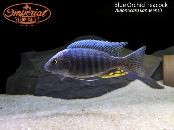 Blue Orchid Peacock (Aulonocara kandeensis)