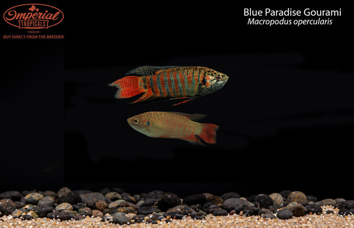 Blue Paradise Gourami (Macropodus opercularis)