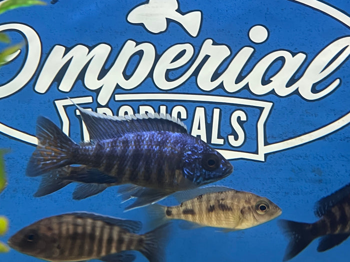 Blue Regal Peacock (Aulonocara koningsi)