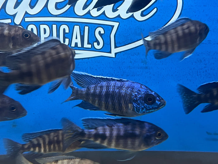 Blue Regal Peacock (Aulonocara koningsi)