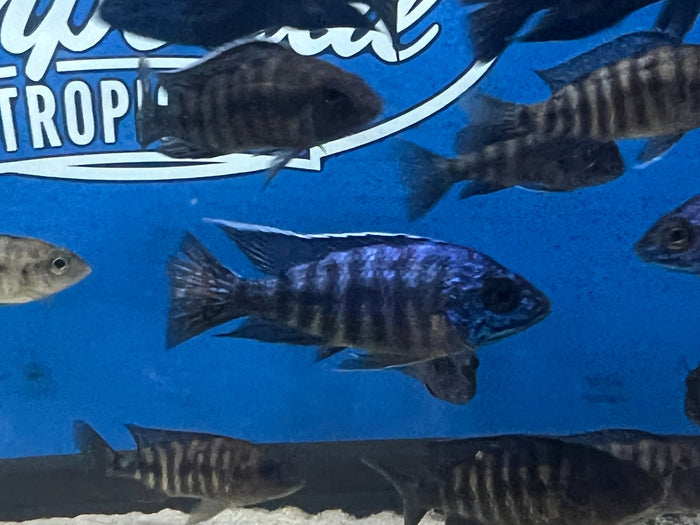 Blue Regal Peacock (Aulonocara koningsi)