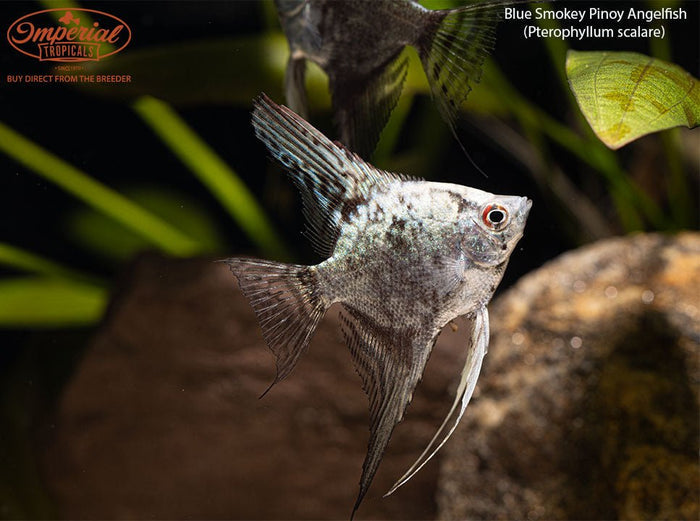 Blue Smokey Pinoy Angelfish (Pterophyllum scalare)