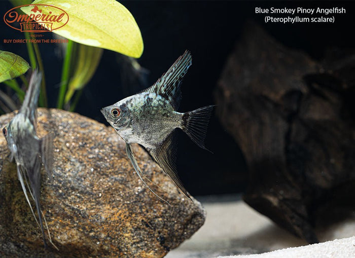 Blue Smokey Pinoy Angelfish (Pterophyllum scalare)