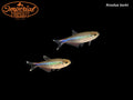 Blue Tetra (Knodus borki)