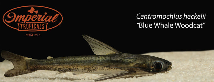 Blue Whale Woodcat (Centromochlus heckelii)
