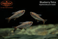 Blueberry Tetra (Hyphessobrycon wadai)