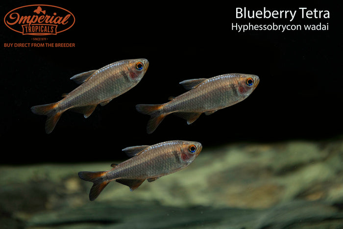 Blueberry Tetra (Hyphessobrycon wadai)