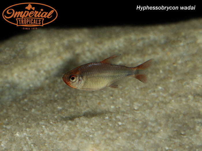 Blueberry Tetra (Hyphessobrycon wadai)