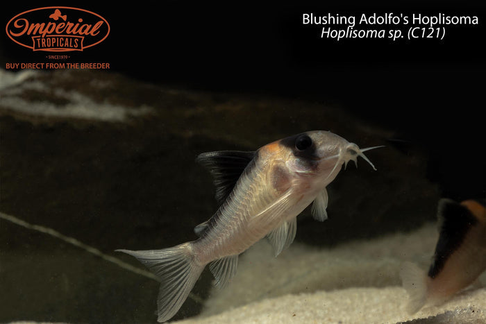 Blushing Adolfo's Hoplisoma (Hoplisoma sp. (C121))