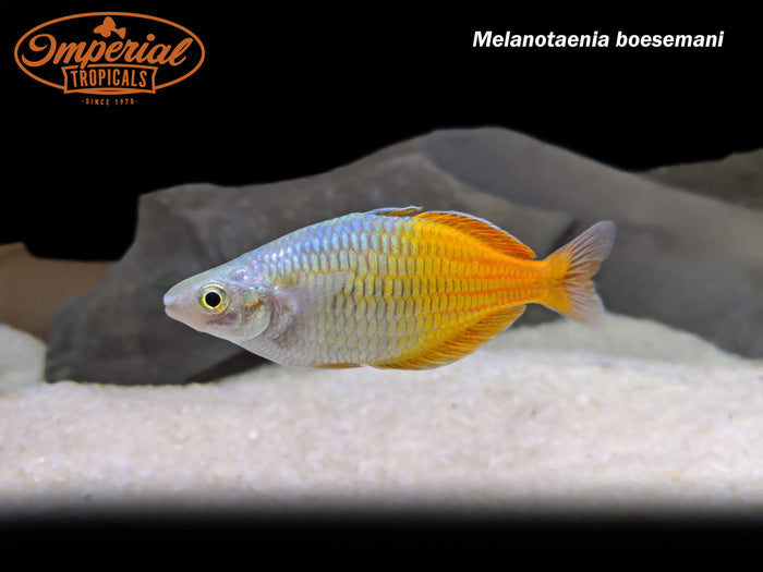 Boesemani Rainbowfish (Melanotaenia boesemani)