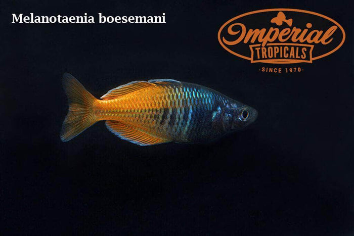 Boesemani Rainbowfish (Melanotaenia boesemani)