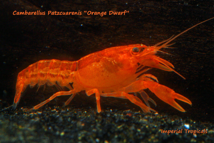 BOGO Mexican Dwarf Orange Crayfish