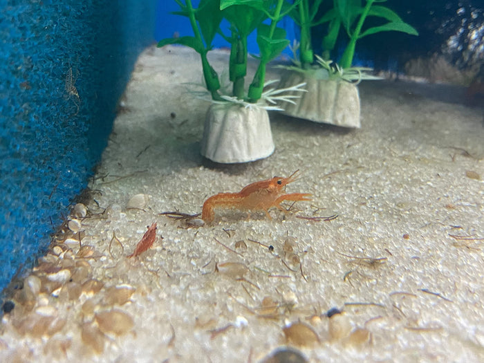 BOGO Mexican Dwarf Orange Crayfish