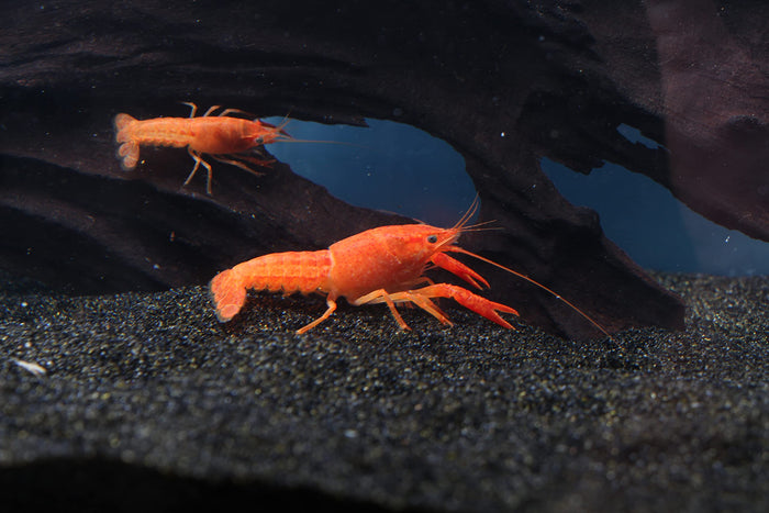 BOGO Mexican Dwarf Orange Crayfish