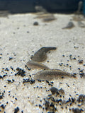 Borneo Sucker Loach