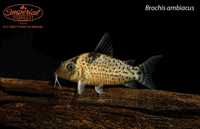 Brochis ambiacus