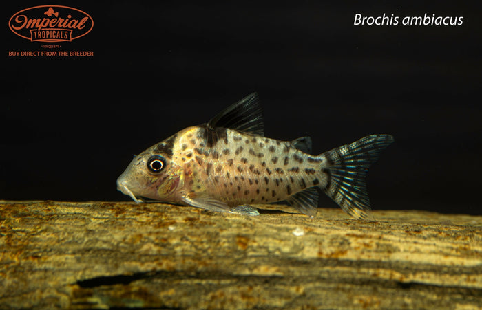 Brochis ambiacus