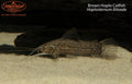 Brown Hoplo Catfish