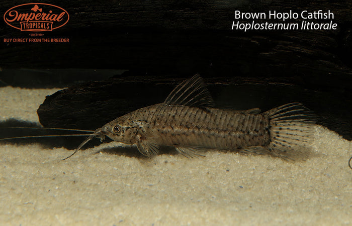 Brown Hoplo Catfish