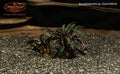 Bucephalandra sp. Giant Velvet
