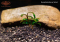 Bucephalandra sp. Velvet