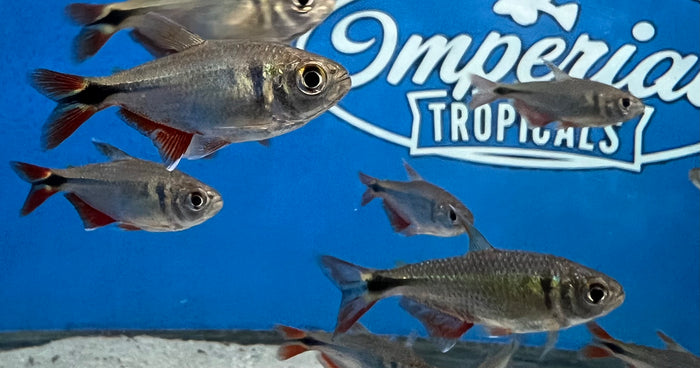 Buenos Aires Tetra