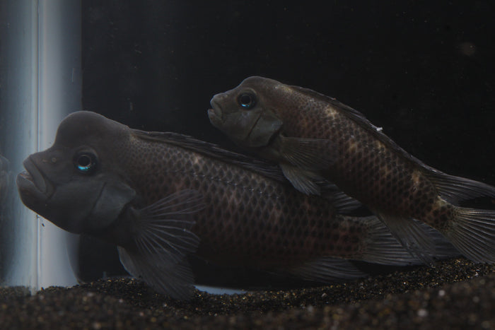 Buffalo Head Cichlid (Steatocranus casuarius) - Imperial Tropicals