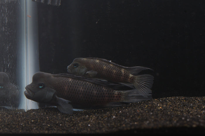 Buffalo Head Cichlid (Steatocranus casuarius) - Imperial Tropicals