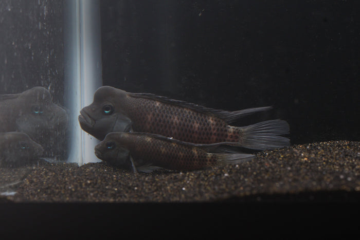 Buffalo Head Cichlid (Steatocranus casuarius) - Imperial Tropicals
