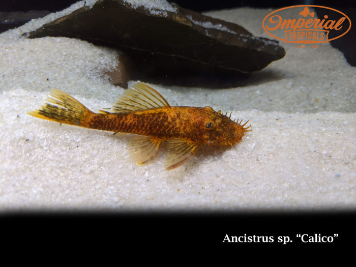 Calico Bushynose