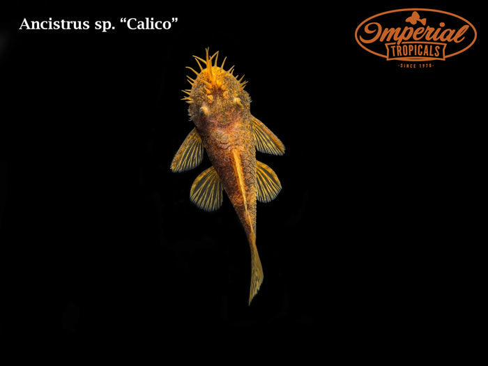 Calico Bushynose