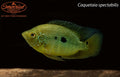 Caquetaia spectabilis