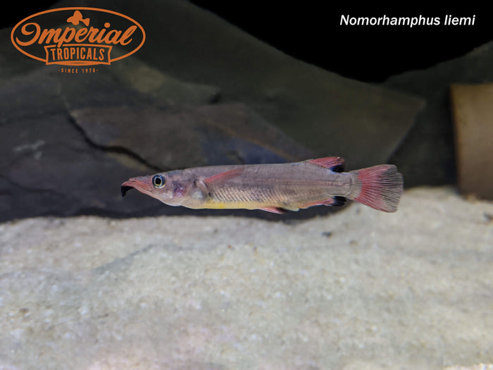 Celebes Halfbeak