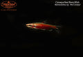 Cenepa Red Pencilfish