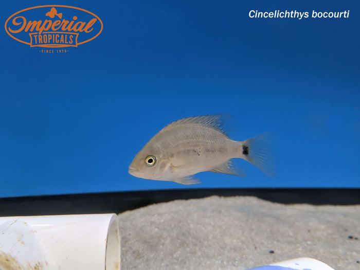 Chisel Tooth Cichlid