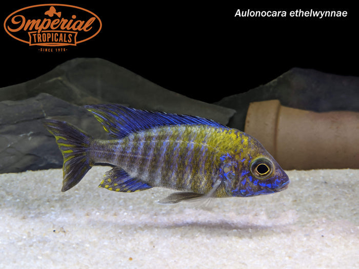 Chitande Peacock