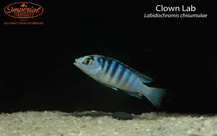 Clown Lab (Labidochromis chisumulae)