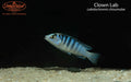 Clown Lab (Labidochromis chisumulae)