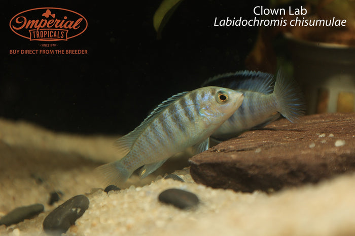 Clown Lab (Labidochromis chisumulae)