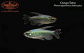 Congo Tetra