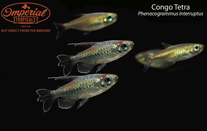 Congo Tetra