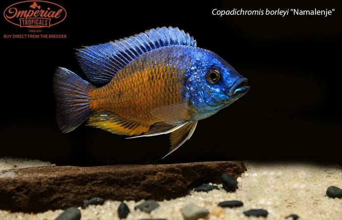 Copadichromis borleyi "Namalenje"