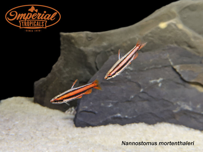 Coral Red Pencilfish