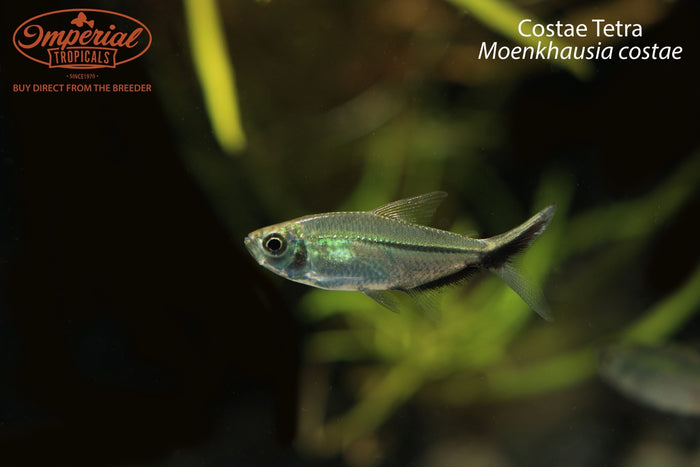 Costae Tetra (Moenkhausia costae)