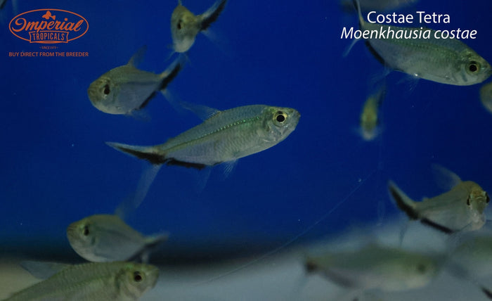 Costae Tetra (Moenkhausia costae)