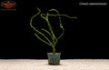 Crinum calamistratum