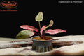 Cryptocoryne sp. "Flamingo"